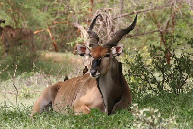 antilopa Derbyho z rezervace Bandia | foto: Markéta Antonínová