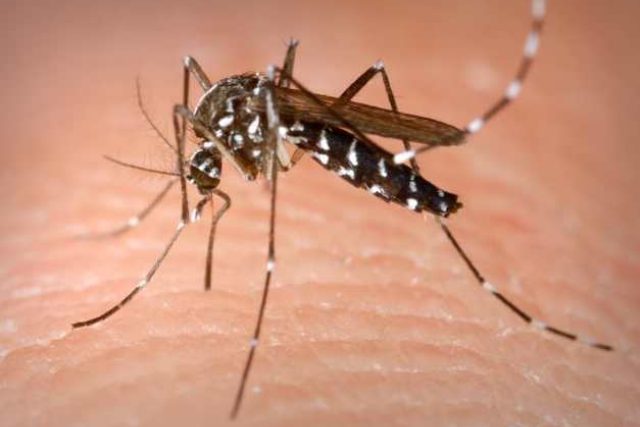 Aedes albopictus | foto: James Gathany / Purdue University