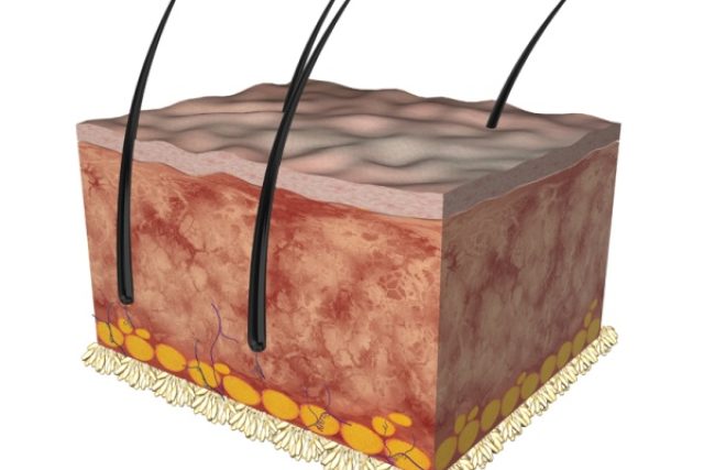 Lidská kůže  (průřez) | foto: Fotobanka Profimedia