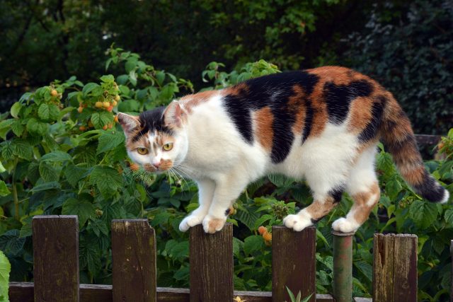 Kočka na plotě | foto: Fotobanka Profimedia