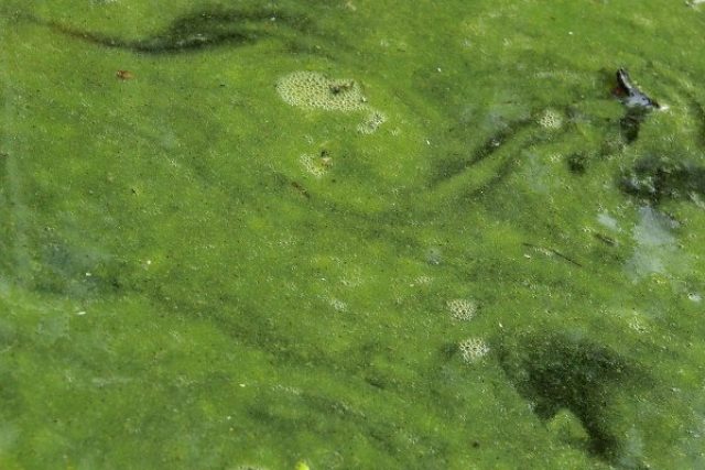 Sinice  (Cyanobacteria) | foto: licence Creative Commons Attribution-ShareAlike 3.0 Unported,  Christian Fischer