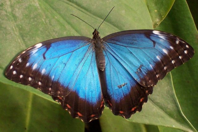 Motýl Morpho peleides pochází ze Střední a Jižní Ameriky a známý je především díky barvoměně svých modrých křídel | foto: licence Public Domain,  volné dílo,   User:Bilboq