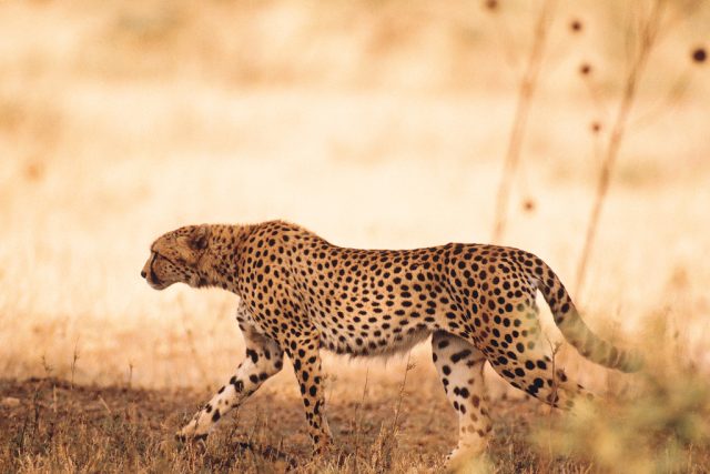 Gepard | foto:  Comstock Images