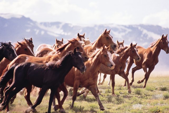 Mustangové | foto:  Comstock Images