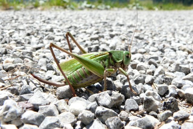 Kobylka hnědá - samička | foto: Harald Süpfle,   CC BY 2.5