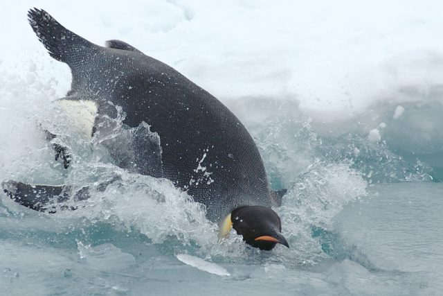 Populace tučňáků císařských by mohla do konce století klesnou o více než polovinu | foto: licence Public Domain  (eng),   Antarctic Photo Library,   the US Antarctic Program
