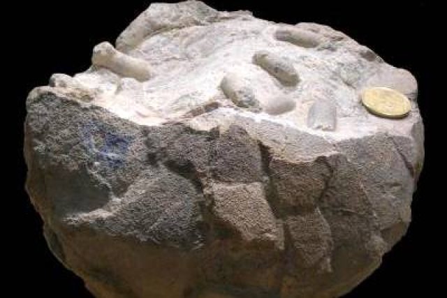 Zkamenělé dinosauří vejce | foto: Jorge Genise