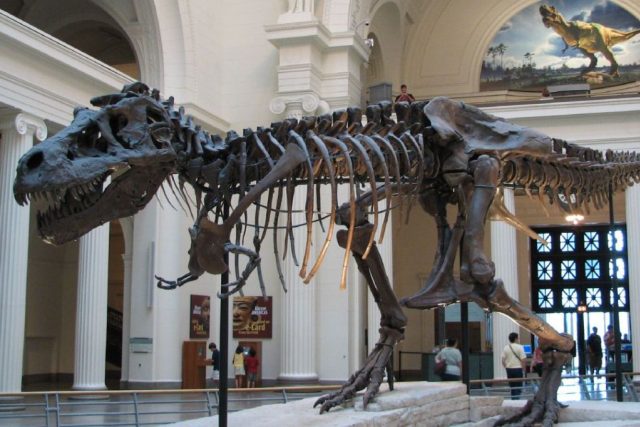Největší kostra tyranosauří samičky Sue z přírodovědeckého muzea Field v Chicagu | foto: Steve Richmond,   CC BY 2.0