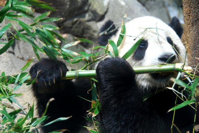 Panda velká | foto: licence Creative Commons Attribution-ShareAlike 3.0 Unported,  Fernando Revilla