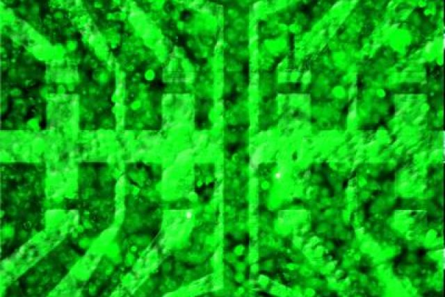 Vrstva biologických buněk pokrytá polem tranzistorů na bázi grafénu na snímku,  který vznikl kombinací optické mikroskopie a fluorescenčního zobrazování. | foto:  Technische Universität München