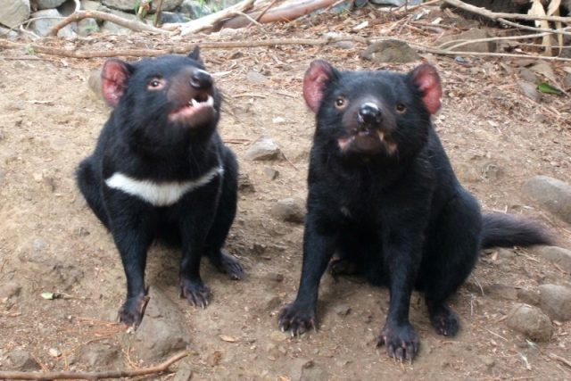 Tasmánští ďáblové mědvědovití  (Sarcophilus harrisii) | foto: licence Creative Commons Attribution 3.0 Unported,  Willis Lim