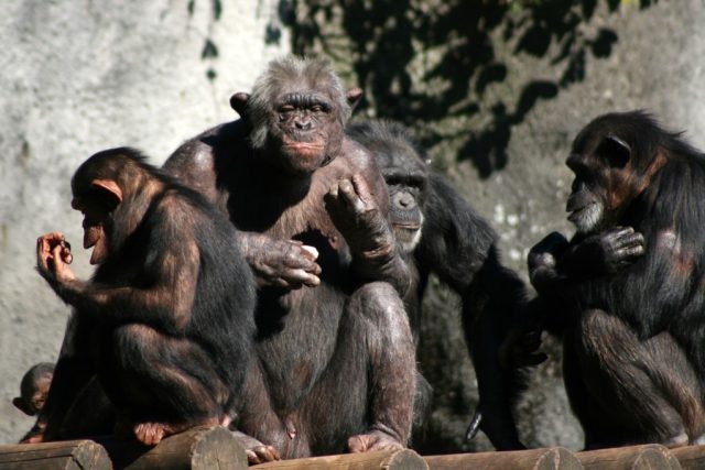 Rodinka šimpanzů,  ilustrační foto | foto: Stock Exchange,  Flavio Takemoto