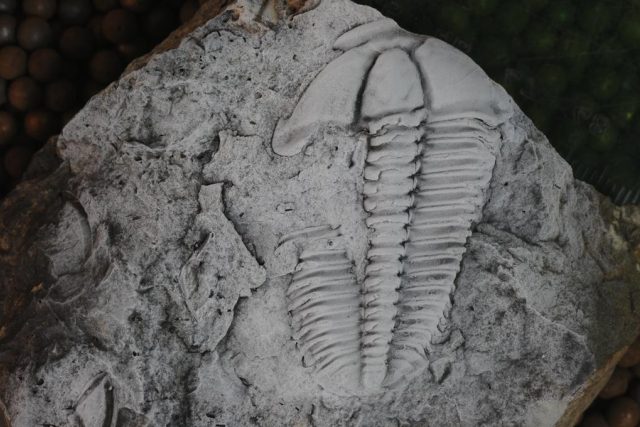 Pokousaný trilobit rodu Conocoryphe. Jedinec z jineckého souvrství v okolí Jinec,  délka 44 mm. | foto: Petr Budil,  Oldřich Fatka
