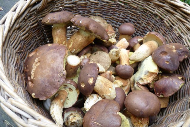 Košík plný hub často houbaři jezdí nasbírat autem. Až do lesa | foto: Alena Podlucká