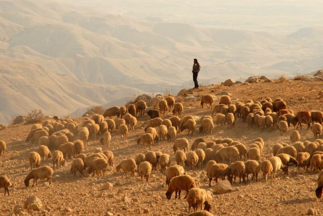 Bohatší beduíni mívají stovky koz a ovcí | foto: Břetislav Tureček,  Český rozhlas