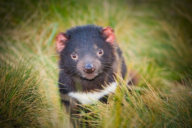 Ďábel medvědovitý | foto:  Save the Tasmanian Devil Program