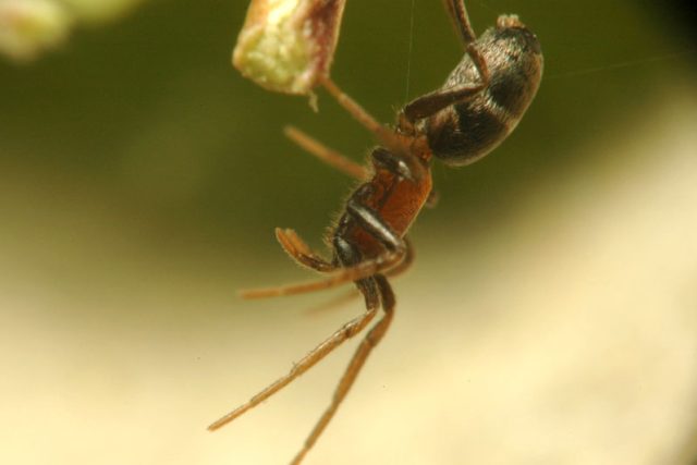 U pavouků rodu mikárie je kanibalismus normální | foto: Creative Commons  (CC BY 3.0),  Filip Trnka