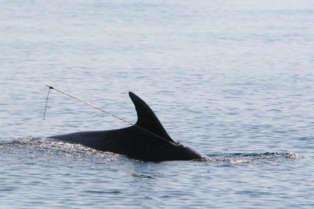 Delfíni jsou na Jadranu ohroženým druhem,  jak dokazuje toto foto delfína jménem Bojan | foto:  Institut Plavi svijet