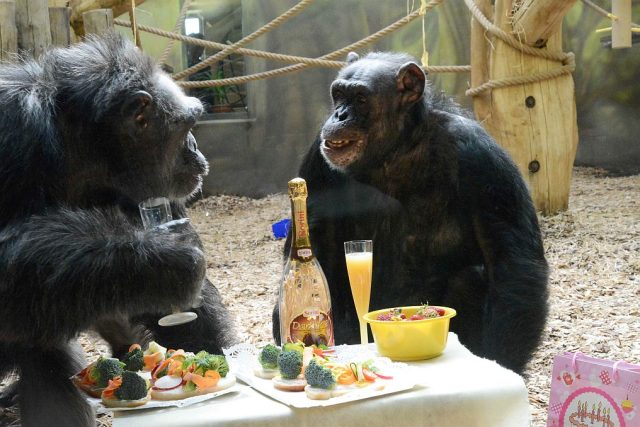 Šimpanzi si užívají | foto: Jana Myslivečková,  Český rozhlas