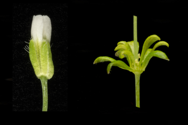 Husníček - nalevo květ zdravé rostliny,  napravo květ rostliny zasažené fytoplazmou | foto:  PLoS Biology