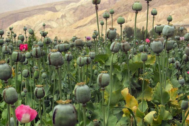 Pěstování opia v Afghánistánu | foto: Public domain,   Davric