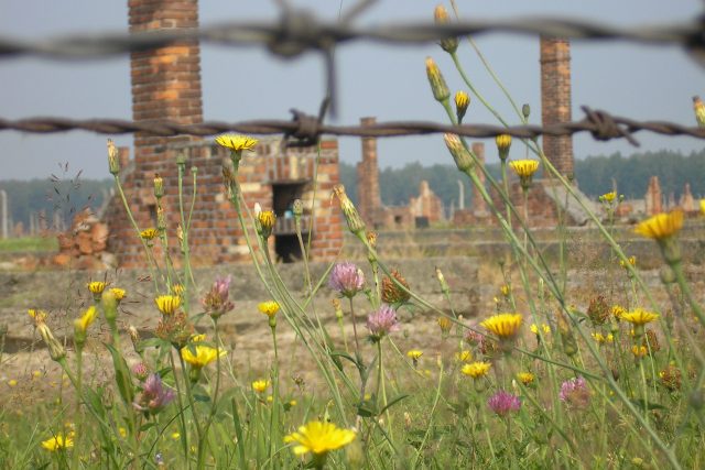 Zbytky baráků v koncentračním táboře Osvětim | foto:  CC BY-SA 3.0,   Frank Dennis