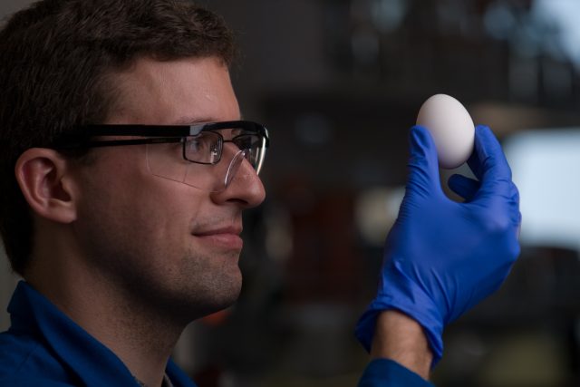 Výroba léků z vajec by měla být mnohonásobně levnější | foto:  University of California,  Irvine,  Steve Zylius