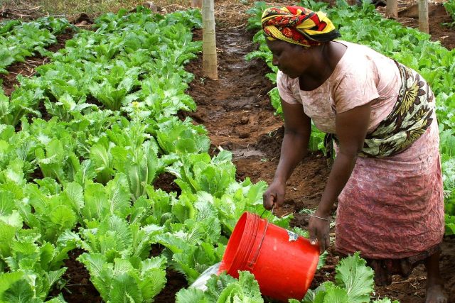 Zemědělství v Africe | foto: Fotobanka Pixabay