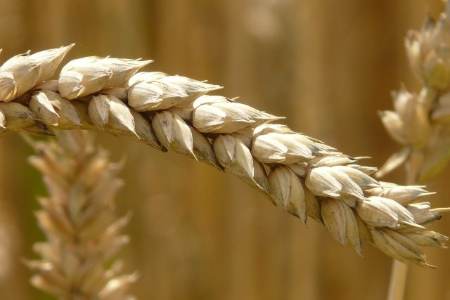 Pšenice,  úroda  (ilustrační foto) | foto: Fotobanka Pixabay