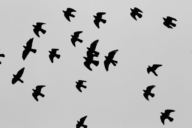 Ptáci,  hejno | foto: CC0 Public domain,  Fotobanka Pixabay