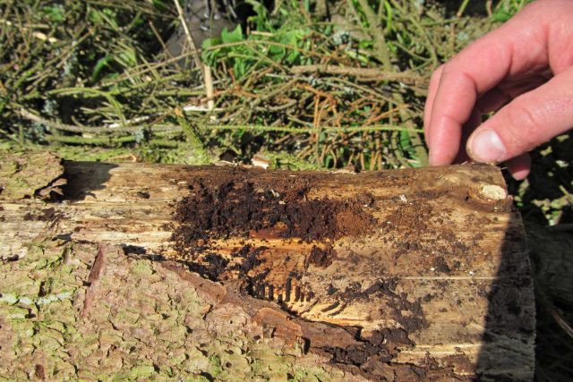 Loni bylo v Česku vytěženo 18 milionů kubíků dřeva,  z toho 5, 4 milionu bylo toho kůrovcového. Zvýšená těžba v celém regionu ale výrazně snižuje cenu dřeva na trhu | foto: Dagmar Misařová,  Český rozhlas