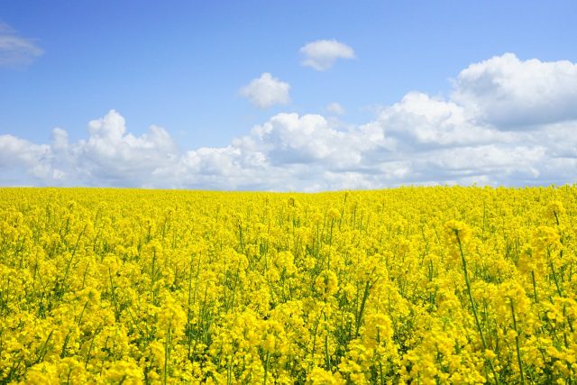 Je budoucnost v biopalivech? Podle ekologů ne | foto: Fotobanka Pixabay