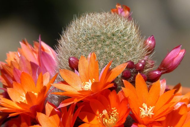 kaktus | foto: Fotobanka Pixabay