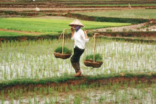 Rýžová pole ve Vietnamu | foto: Public domain,   Philippe Berry,  IFPRI