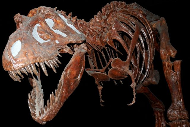 Kostra tyrannosaura,  vystavená v Royal Tyrell Museum v kanadské Albertě | foto:  CC BY-SA 3.0,  Pierre Camateros