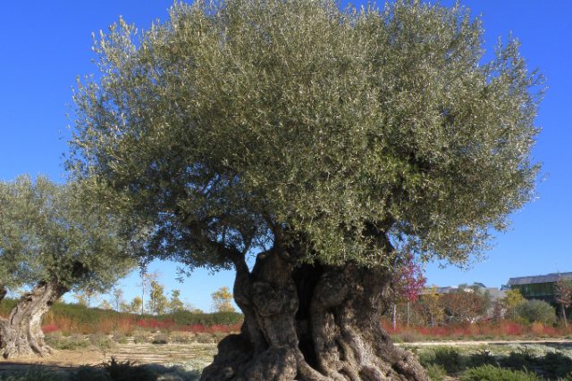 Tento tisíc let starý olivovník poskytl španělským vědcům DNA pro přečtení kompletního genomu | foto: Manuel Sánchez,   RJB-CSIC