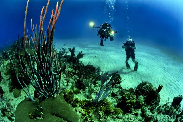 potápění,  potapěč,  moře,  oceán,  korálový útes | foto: Fotobanka Pixabay
