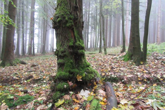Tajemný český les | foto: Pavel Halla