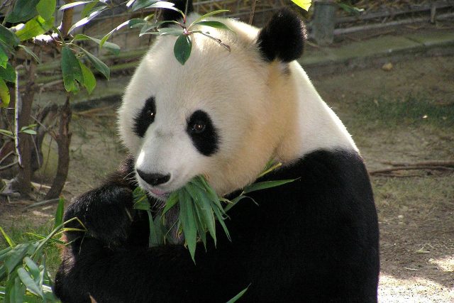 Čína zapůjčování pand do zoologických zahrad ve světě využívá jako diplomatický prostředek | foto: Fotobanka Pixabay,  Pixabay