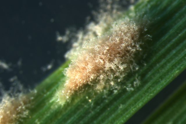Detail místa infekce s patrnou vláknitou strukturou konidioforů patogenní houby B. garaminis. Po dozrání jsou z konce konidioforu odlamovány a unášeny větrem na velké vzdálenosti,  kde mohou infikovat další rostliny | foto: Hana Vanžurová