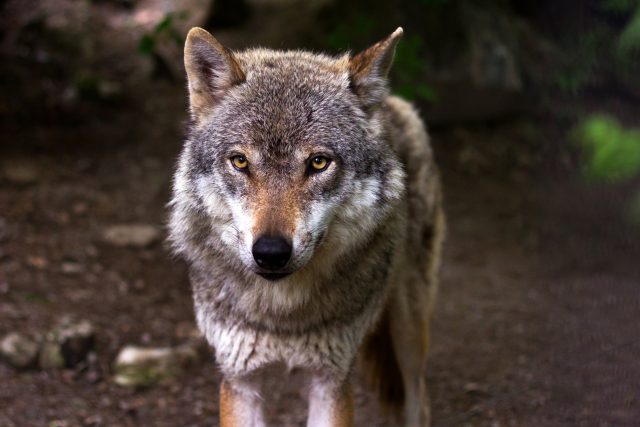 Vlk se vrací do Čech a s ním i odvěký problém ochrany hospodářských zvířat | foto:  CC0 License