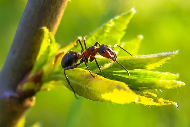 Hmyz rychle mizí například kvůli urbanizaci a klimatickým změnám,  ale nejdůležitějším faktorem je intenzivní zemědělství. Za vysoké výnosy vděčí zemědělci používání pesticidů a insekticidů | foto:  pixabay.com
