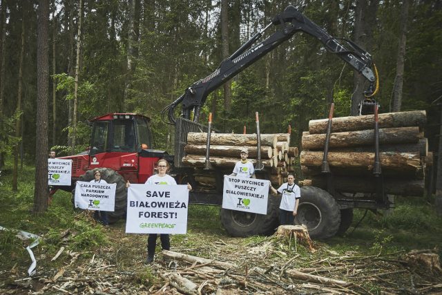 V polském Bělověžském lese se kácí kvůli kůrovci. Proti je i ekolog David Storch | foto:  Greenpeace,   CC BY-ND 2.0