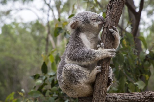 Australští ekologové hledali a počítali koaly s pomocí dronů,  termovize a umělé inteligence | foto: CC0 Public domain,   lvlaomi