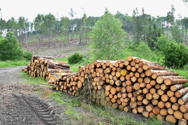 Skládka kůrovcového dřeva u svahu poblíž Nových Heřminov | foto: Michal Polášek