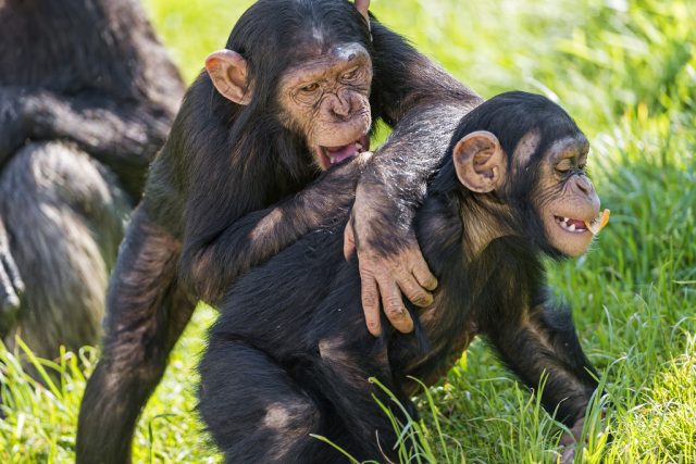 Šimpanzí mláďata  (ilustrační foto) | foto: Creative Commons Attribution-NoDerivs 2.0 Generic,  Tambako The Jaguar