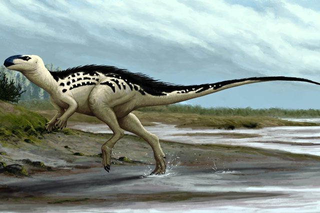 Burianosaurus | foto: Edyta Felcyn,  Attribution-NoDerivatives 4.0 International  (CC BY-ND 4.0)