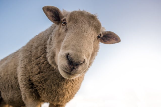 Ovce umí rozpoznávat obličeje na fotografiích. | foto:  Skitterphoto