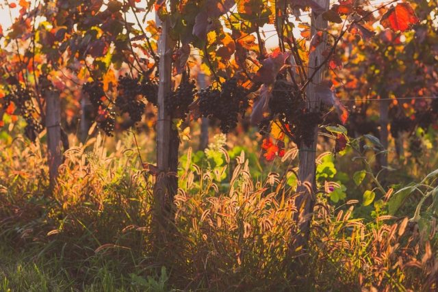 Strekovský vinohrad na podzim | foto:  Vinařství Strekov 1075