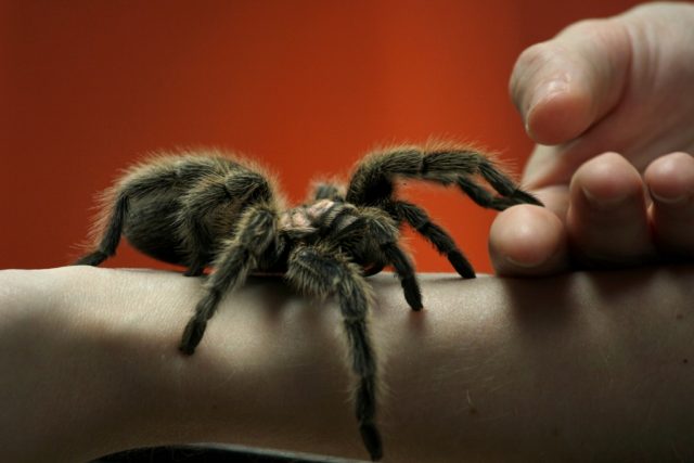 Arachnofobie | foto: Zdroj: Flickr,   CC BY 2.0,   GollyGforce